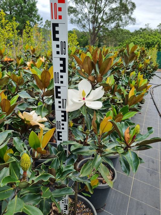 Magnolia grandiflora 'Little Gem'