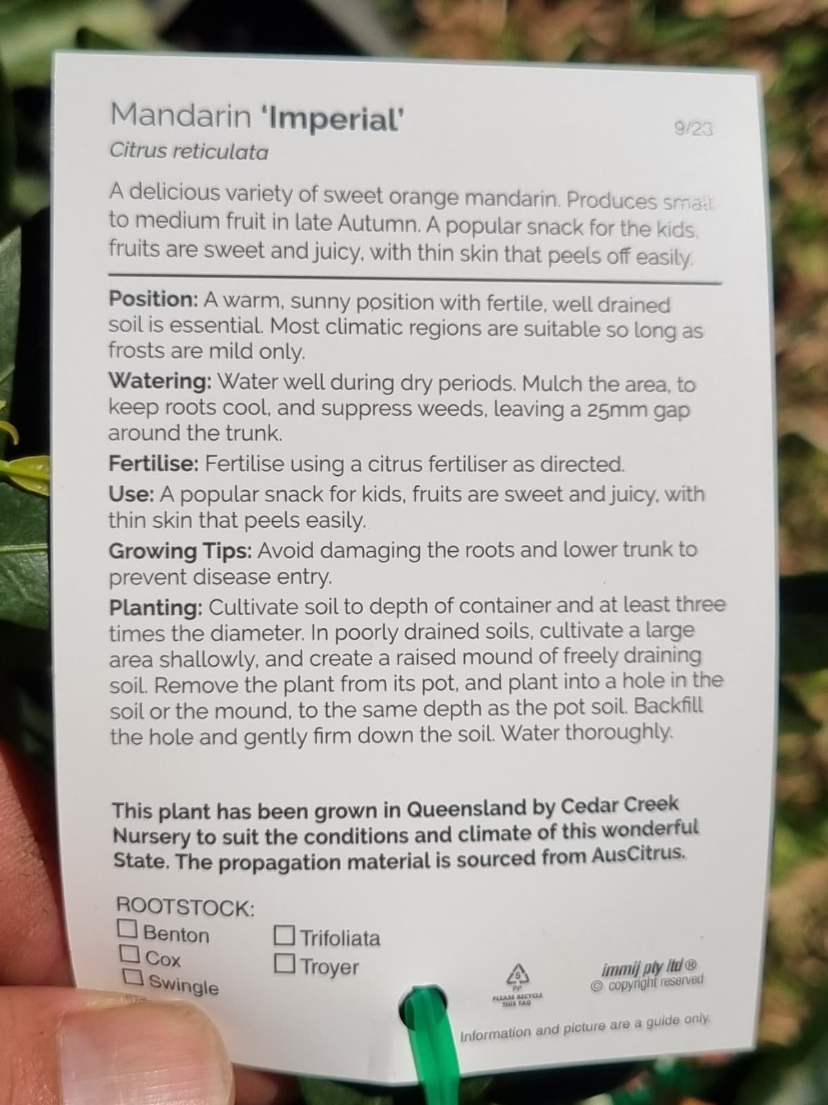Mandarin Imperial tag with information about the tree, position, watering, fertilise, use, growing tips and planting