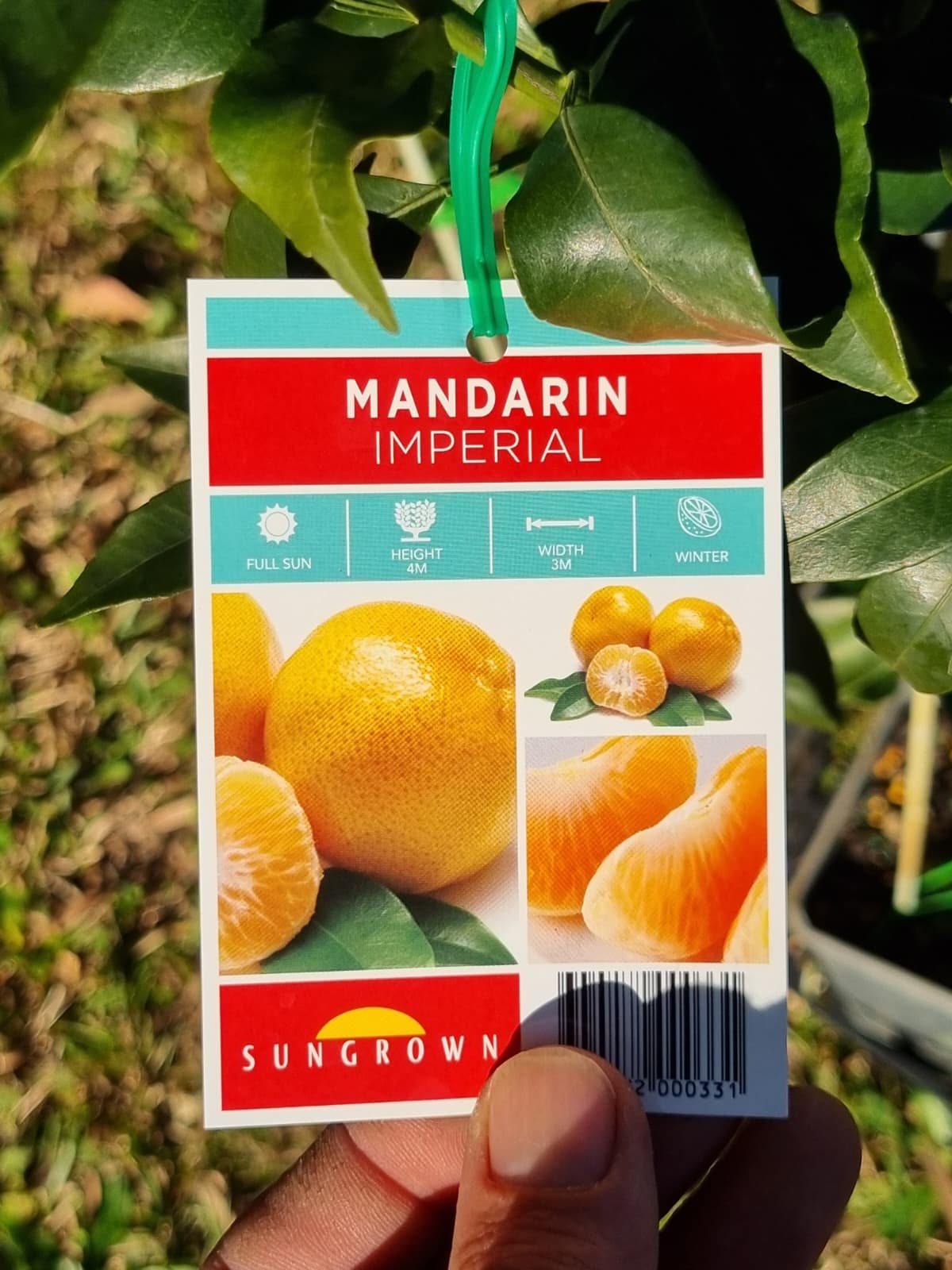 Mandarin Imperial fruit label held in front of green leaves