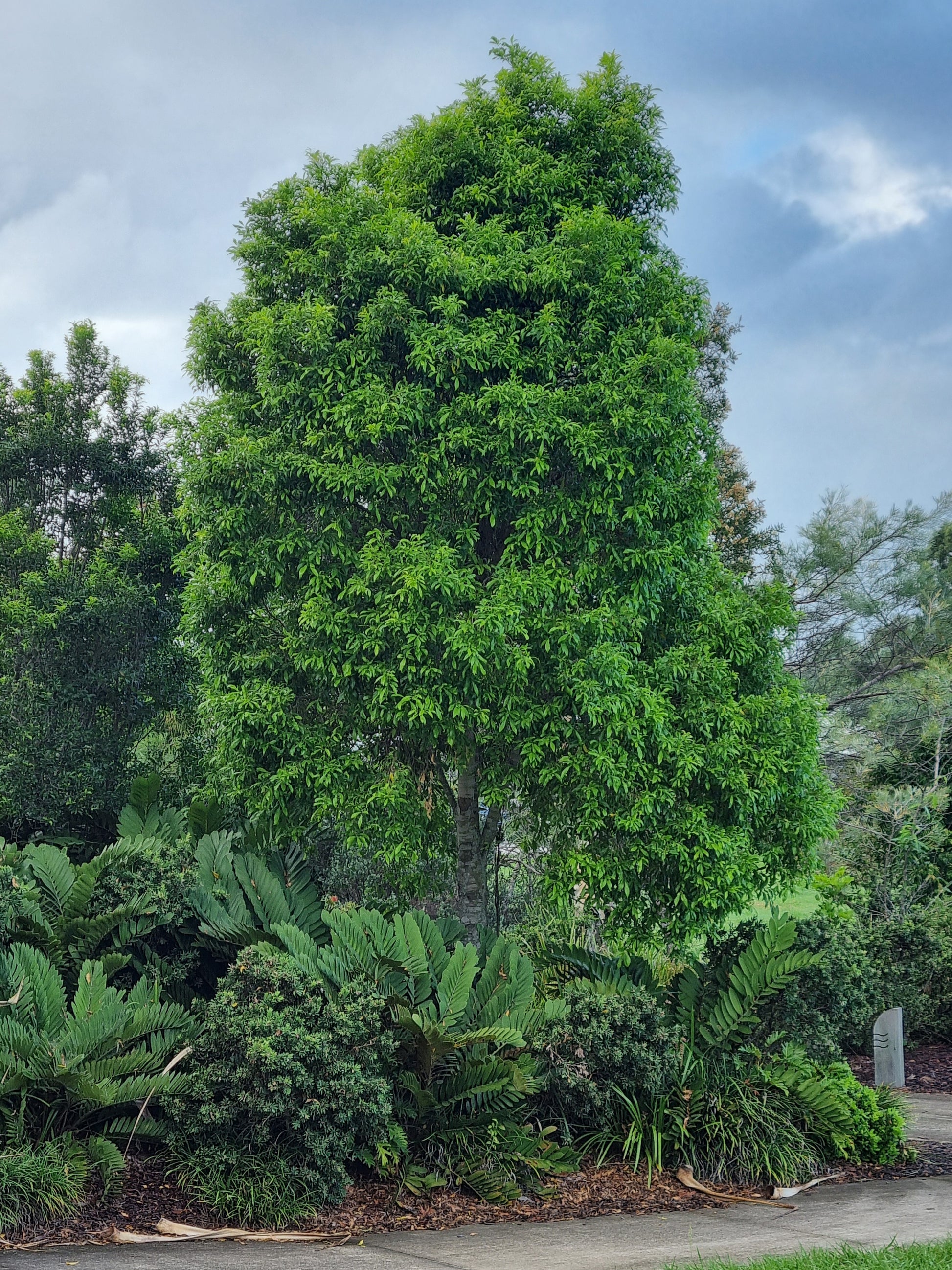 Mature Ivory curl tree in a park in Sunshine Coast 