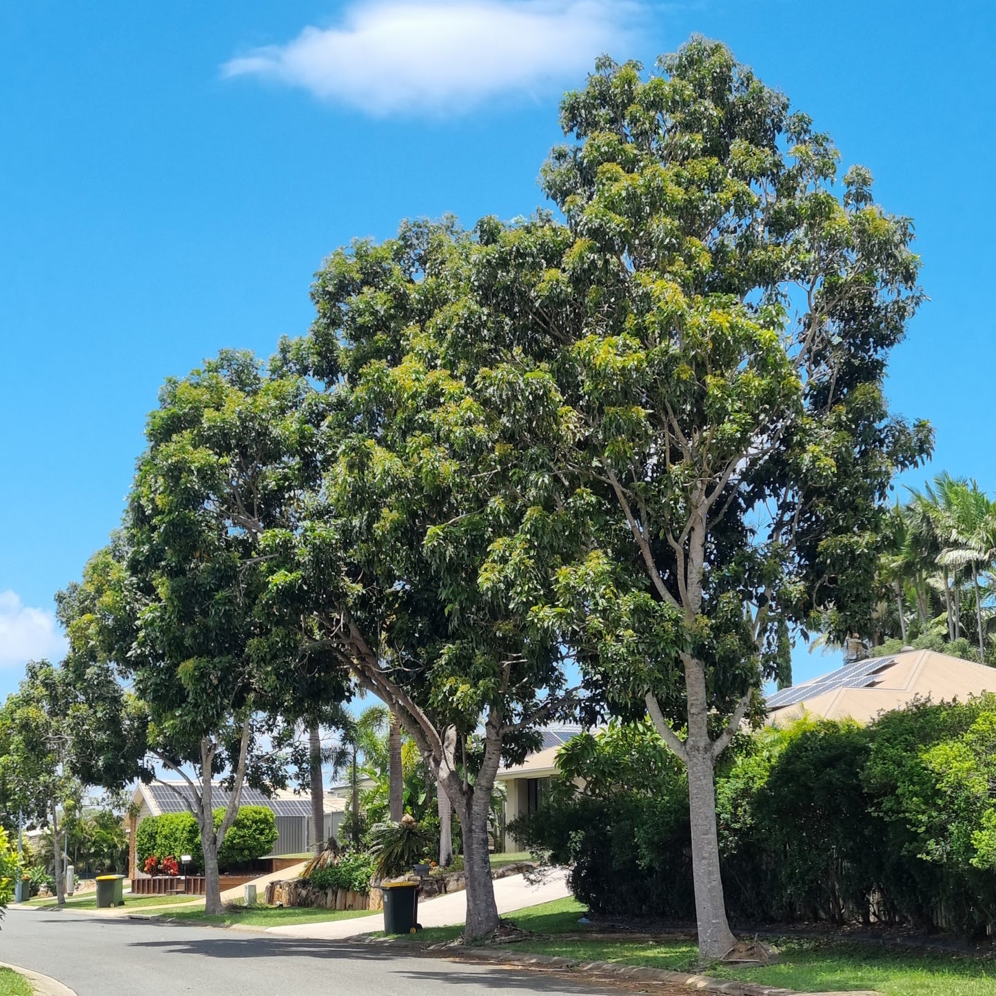 Mature crows ash street trees in Caboolture Queensland