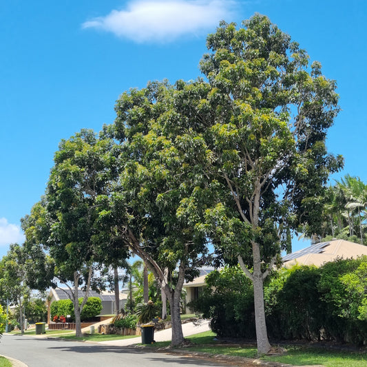 Mature crows ash street trees in Caboolture Queensland