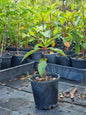 Melastoma in 140 mm pot, fast growing bush, often known as native tibouchina.
