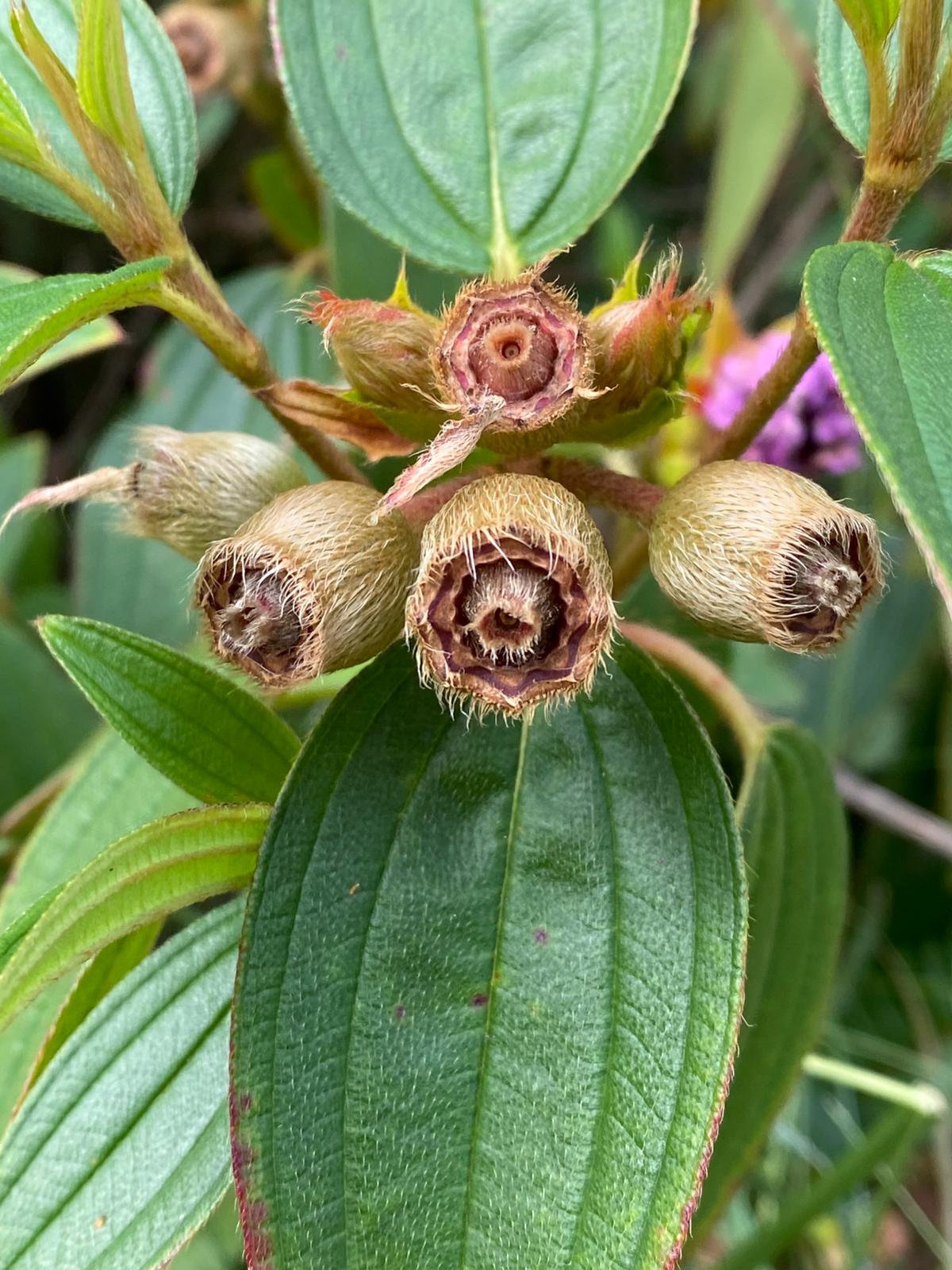 Melastoma Edible berries