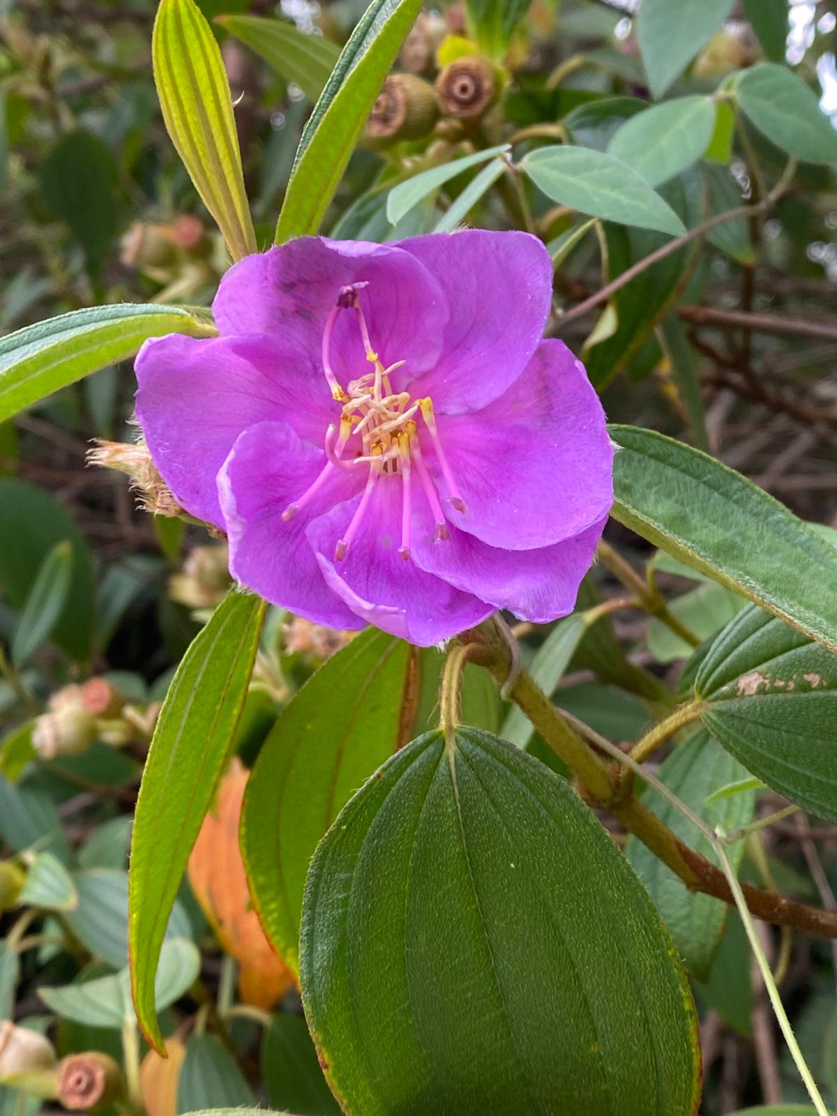 Melastoma flower or native tibouchina, perfect for Brisbane and SEQ