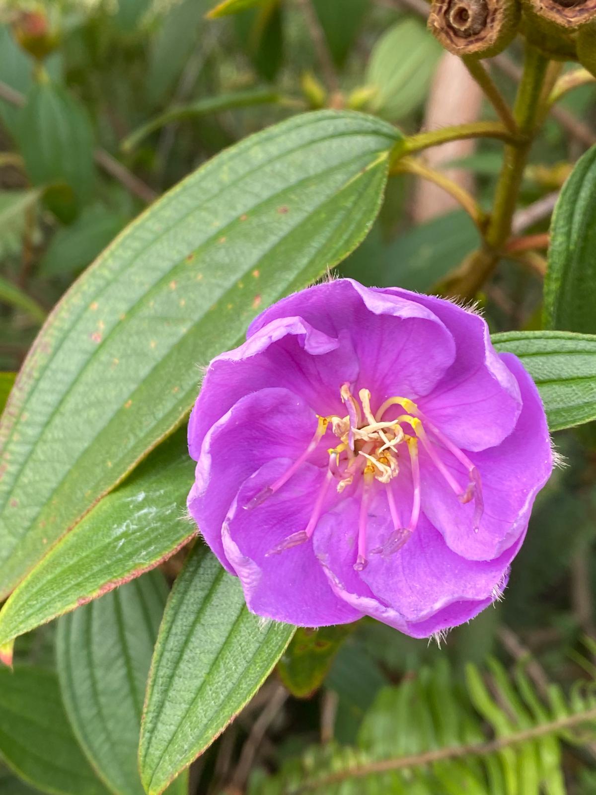 Native tibouchina, small bush, beautiful flowers, edible berries