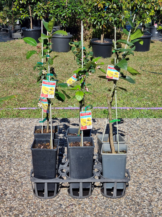 Dwarf Meyer Lemon – Grafted