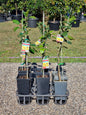 Dwarf Meyer Lemon – Grafted