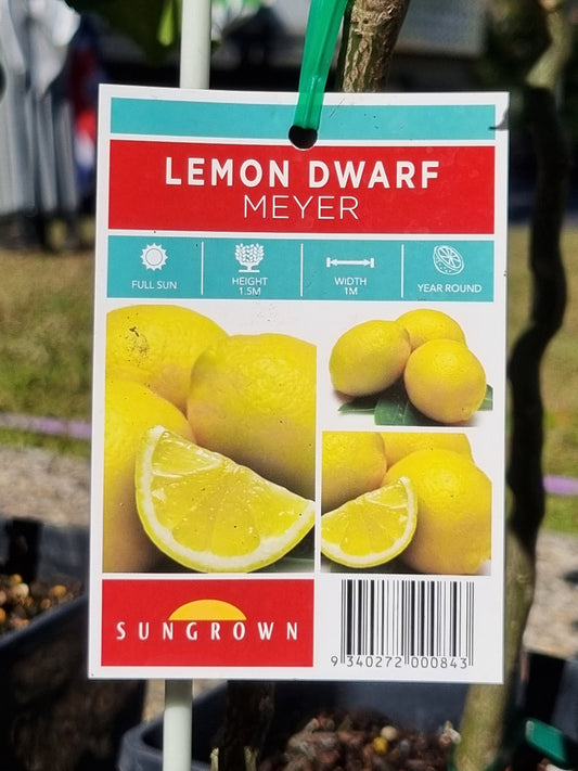 Dwarf Meyer Lemon – Grafted