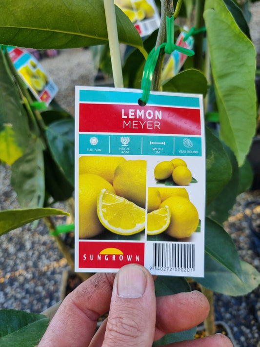 Meyer Lemon Tree - Grafted