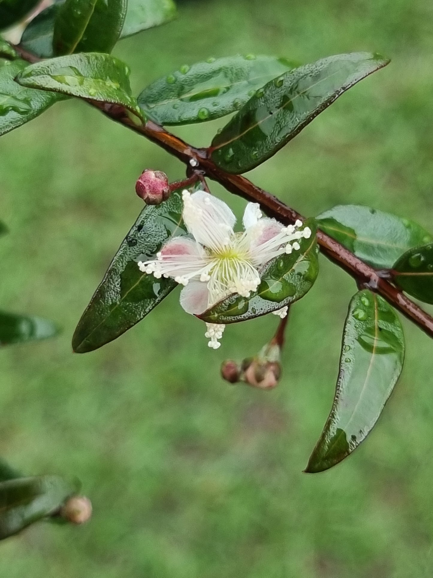 Midgen Berry flower-Austromyrtus dulcis flower