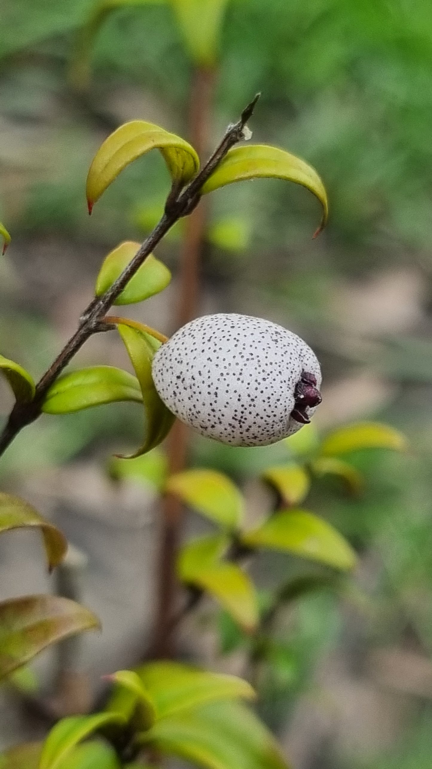 Midgen Berry fruit bush tucker - austromyrtus dulcis