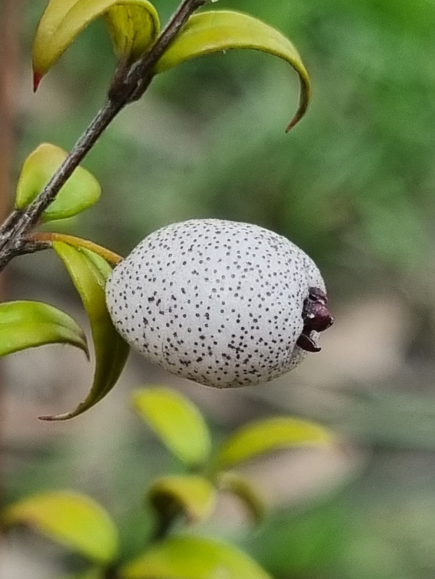 Midgen Berry fruit