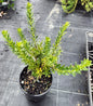 Excellent and hardy groundcover with white flowers