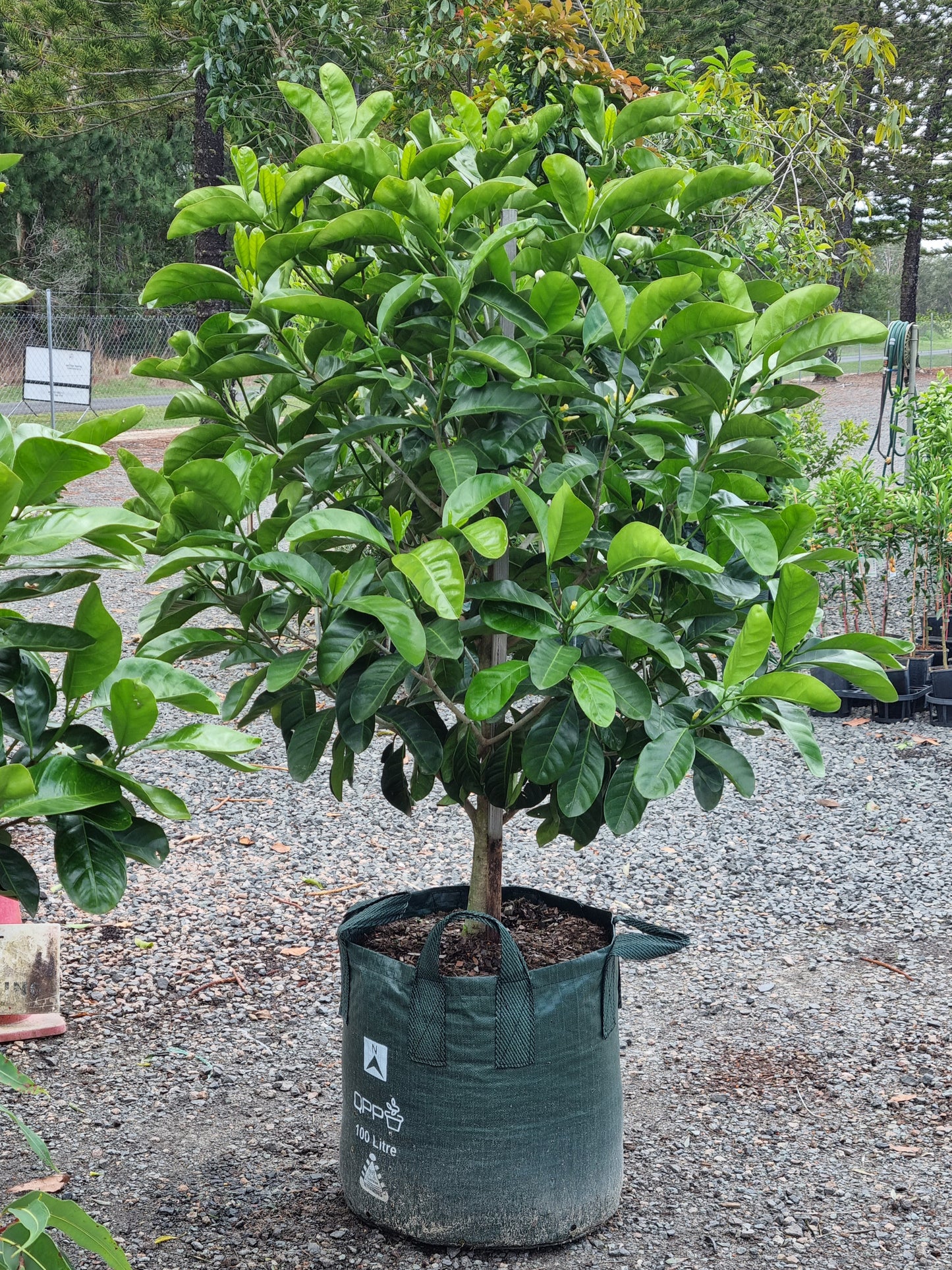 Native Gardenia - Atractocarpus fitzalanii