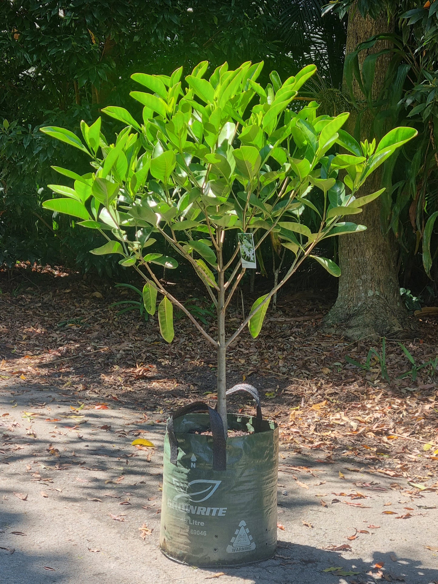 Native Gardenia - Atractocarpus fitzalanii