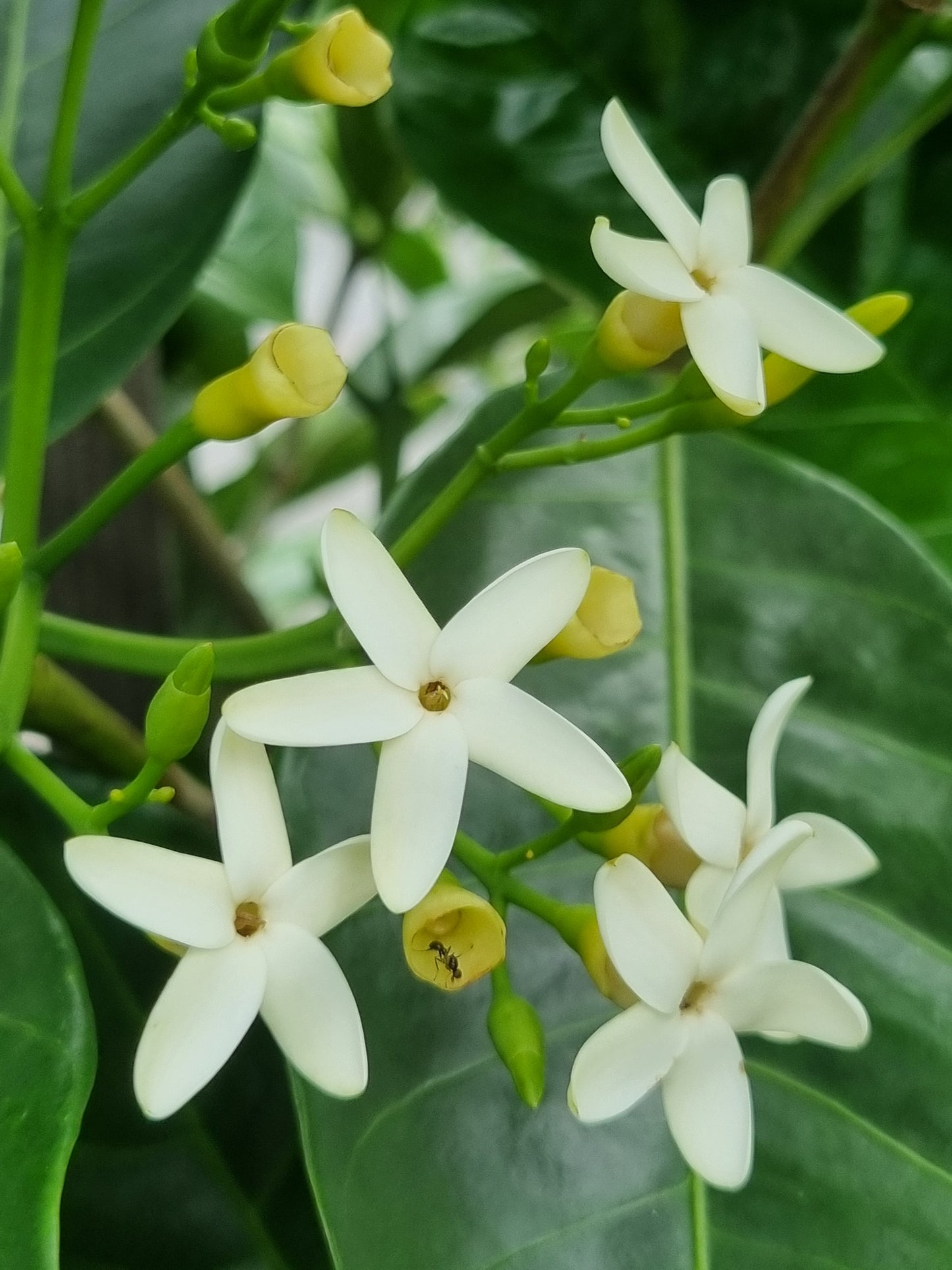 Native Gardenia - Atractocarpus fitzalanii