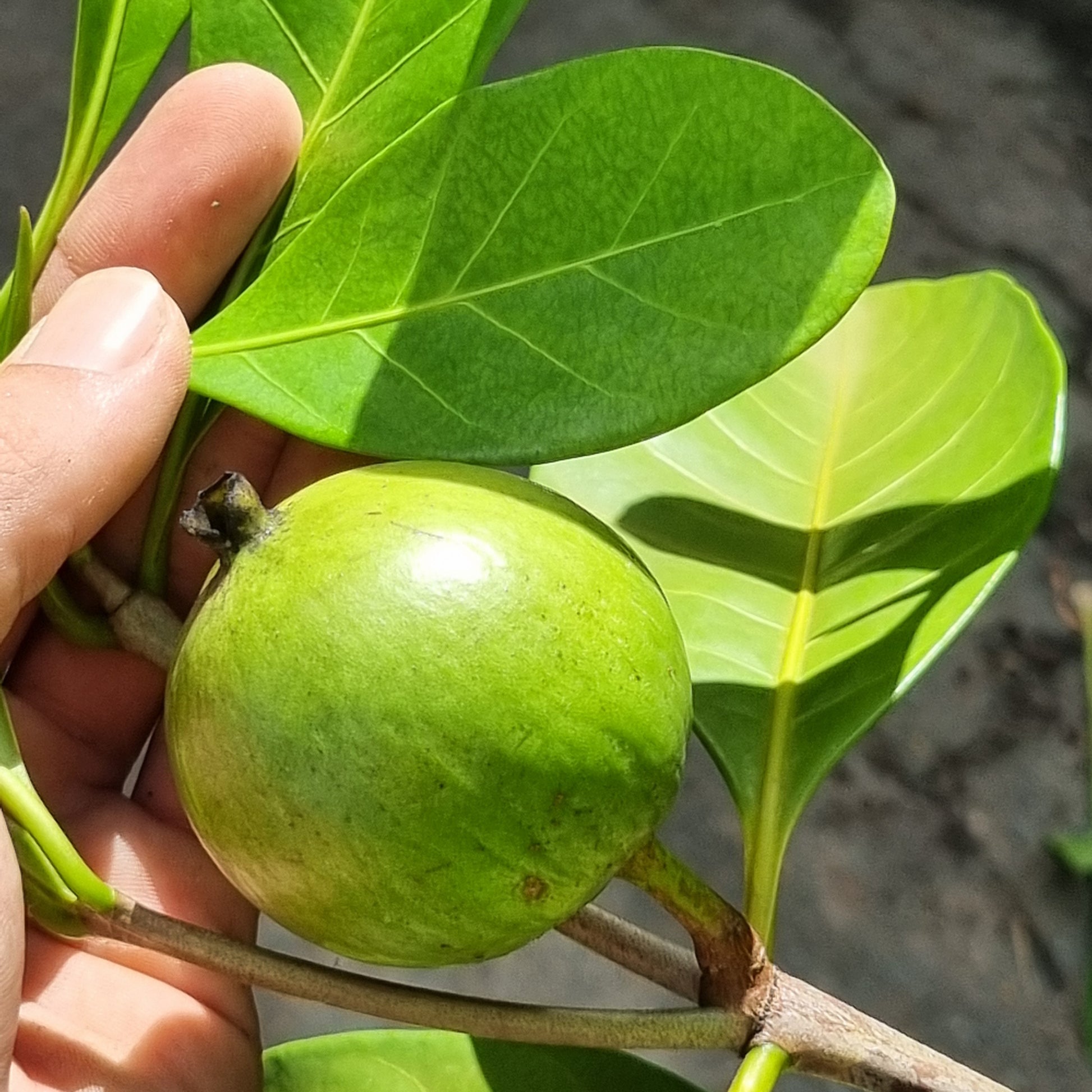 Native gardenia green fruit and leaves size next to hand