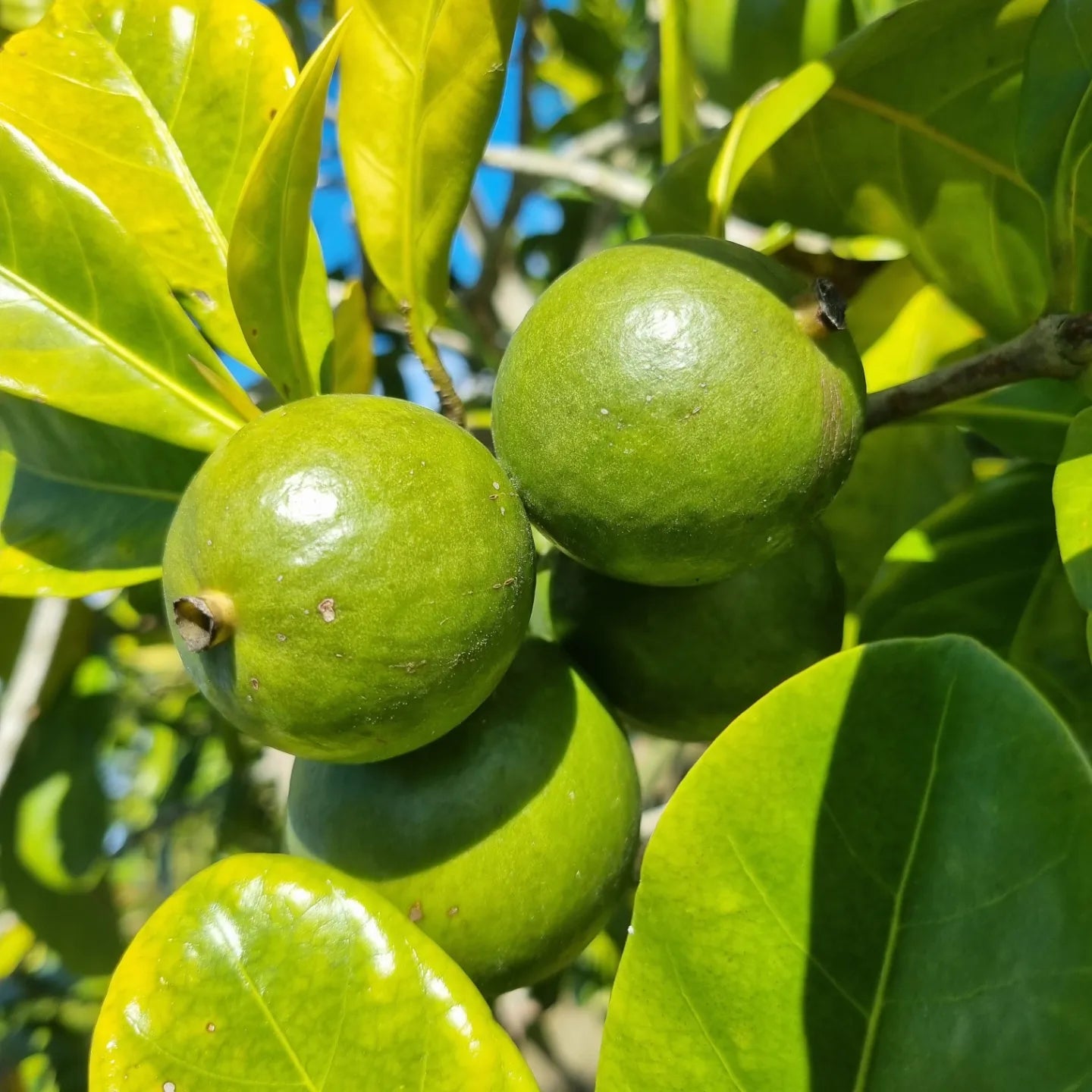 Native Gardenia - Atractocarpus fitzalanii