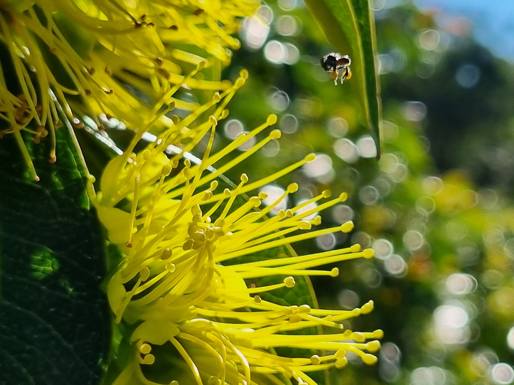 Native Bee with Golden Penda Flowers