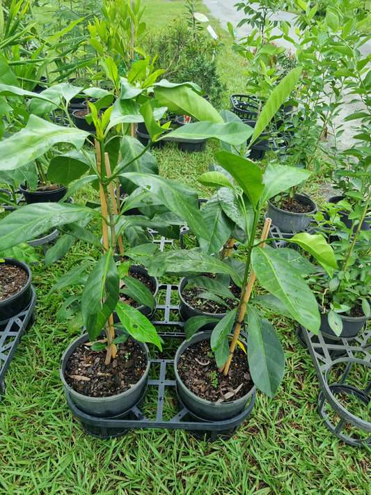 Native Gardenia - Atractocarpus fitzalanii