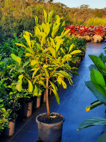 Native Gardenia - Atractocarpus fitzalanii