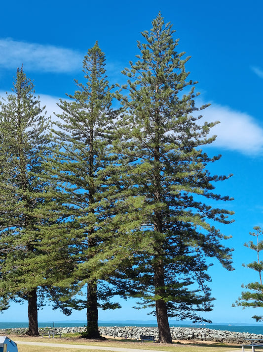 Norfolk Island Pine - Araucaria heterophylla