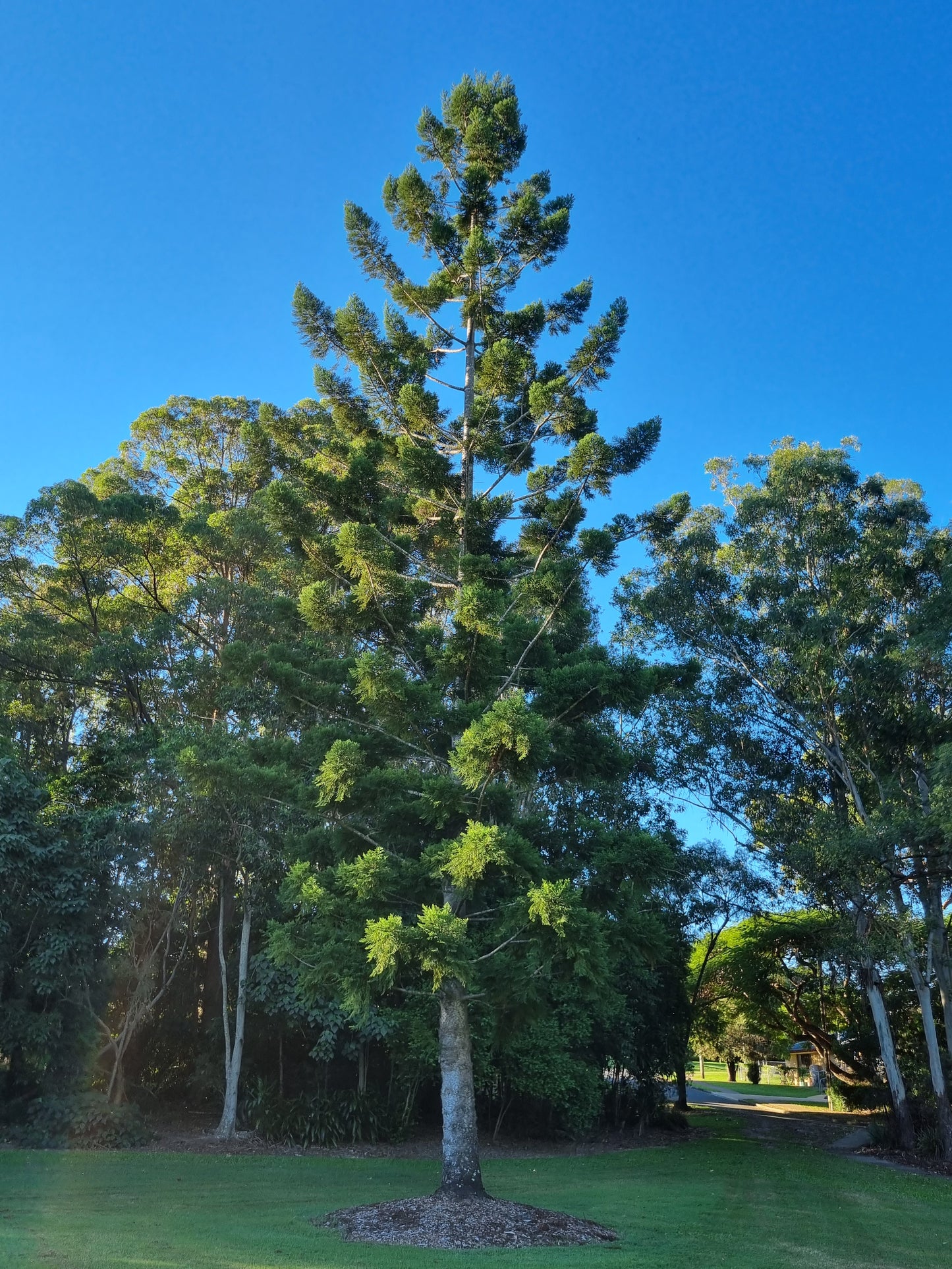 Norfolk Island Pine - Araucaria heterophylla - mature tree