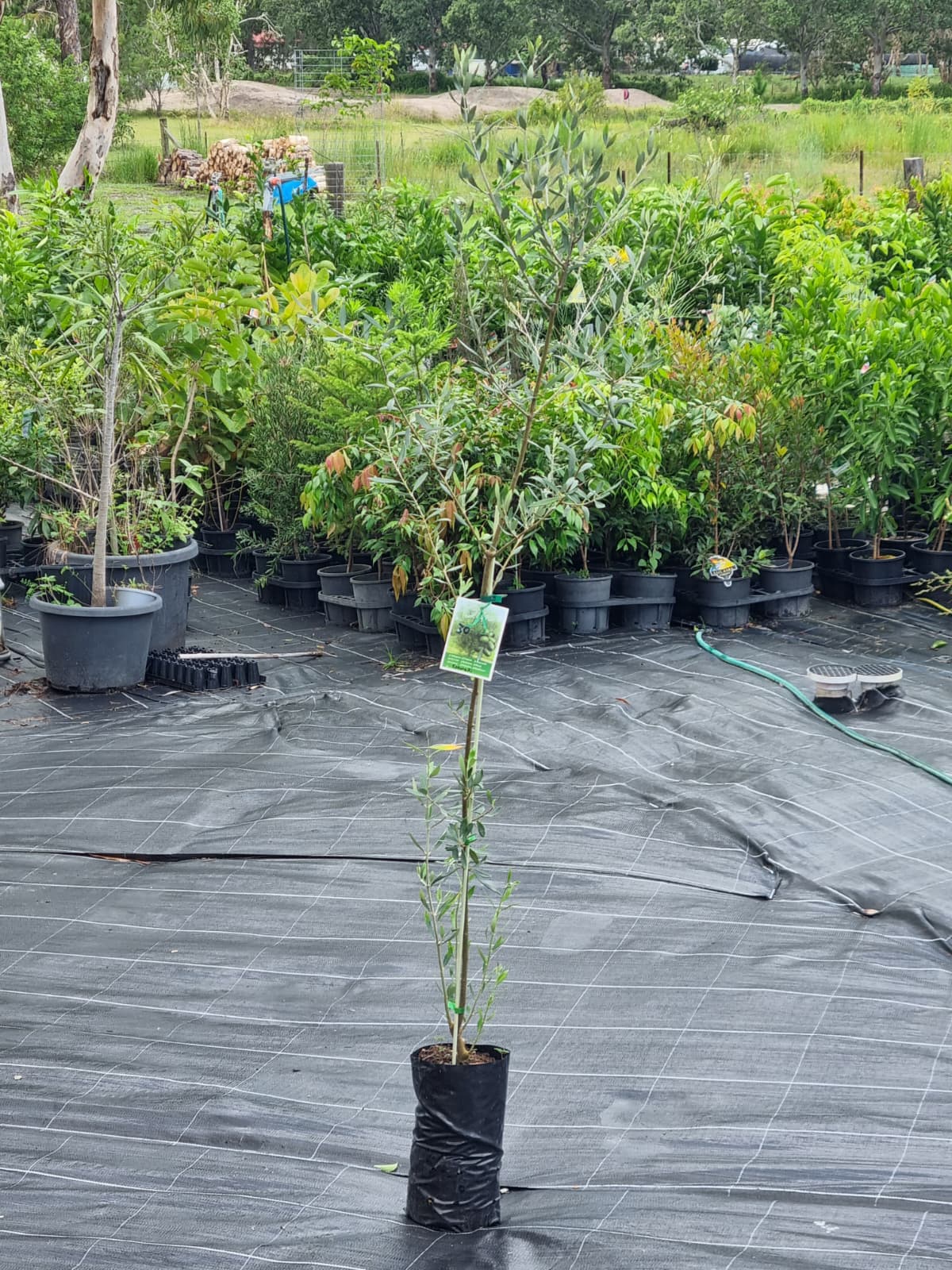 Olive tree ideal as a decorative plant with a beautiful silvery foliage