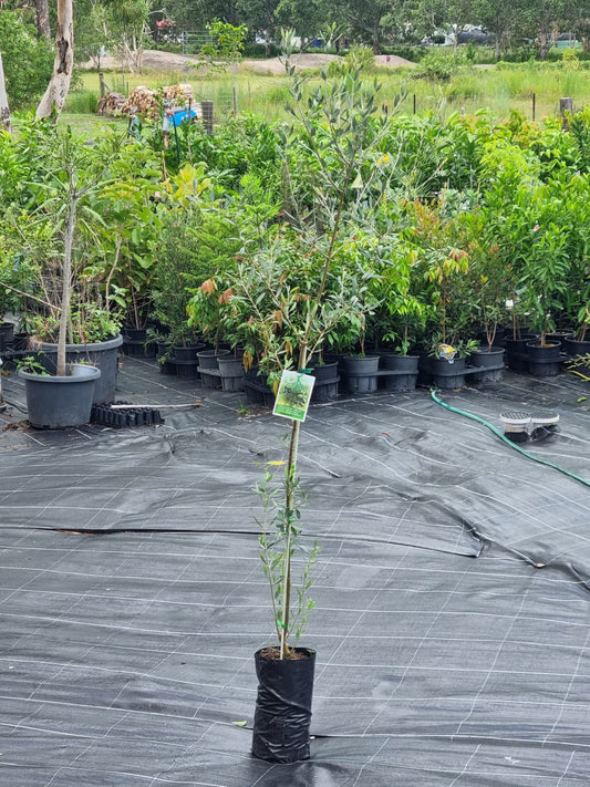 Olive tree ideal as a decorative plant with a beautiful silvery foliage