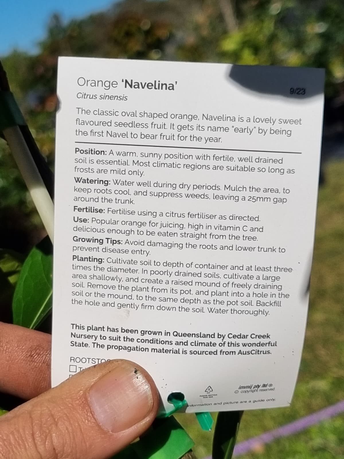 Card with information about an orange navelina tree