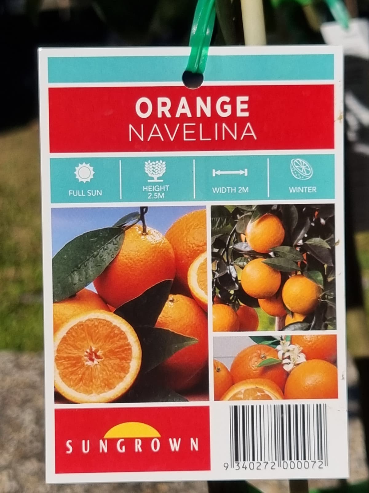 Orange Navelina plant label with images of oranges and plant details, hanging outdoors.