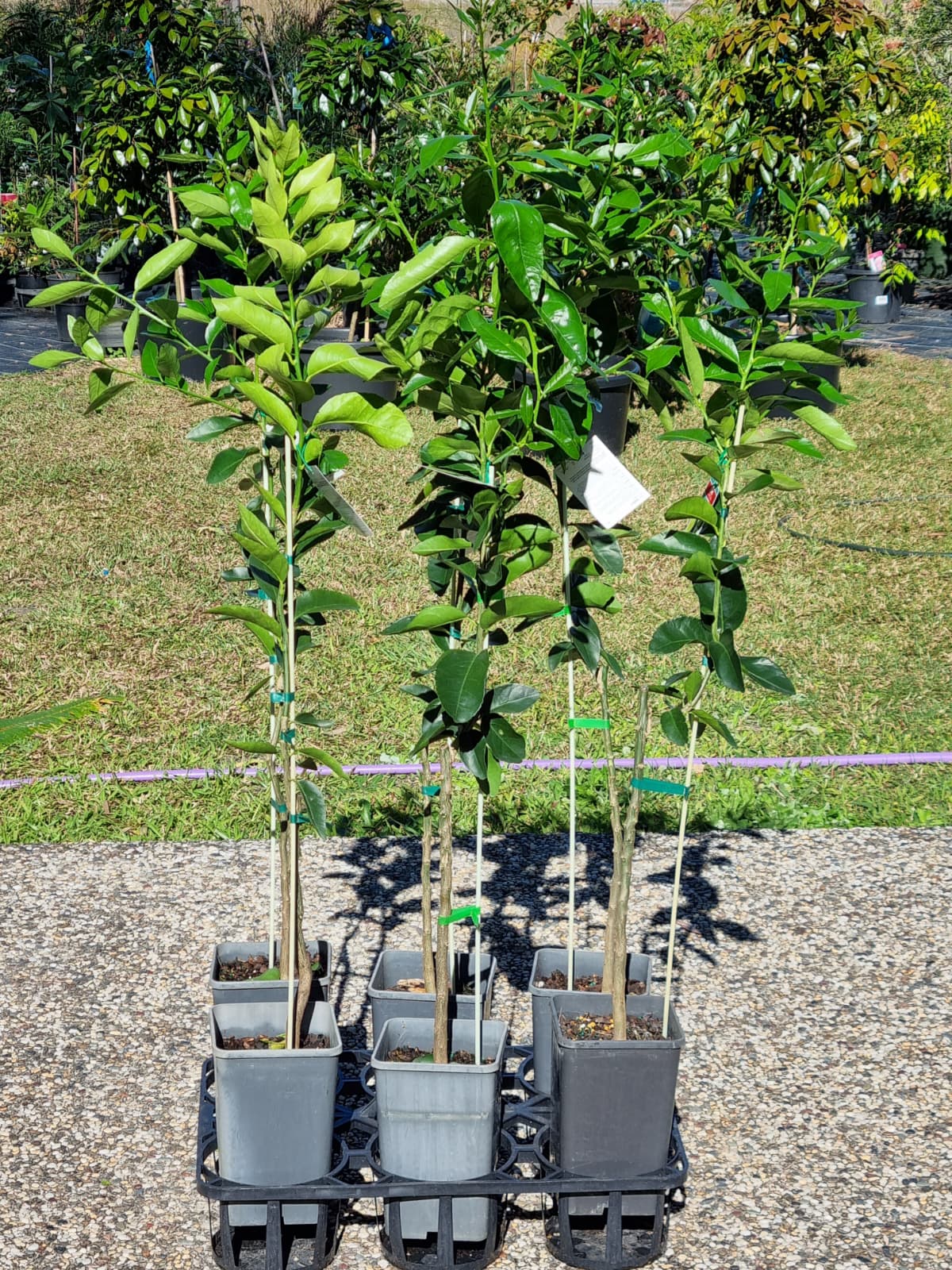 Orange trees, 1m tall in 200mm pots in brisbane and sunshine coast