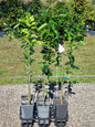 Orange trees, 1m tall in 200mm pots in brisbane and sunshine coast