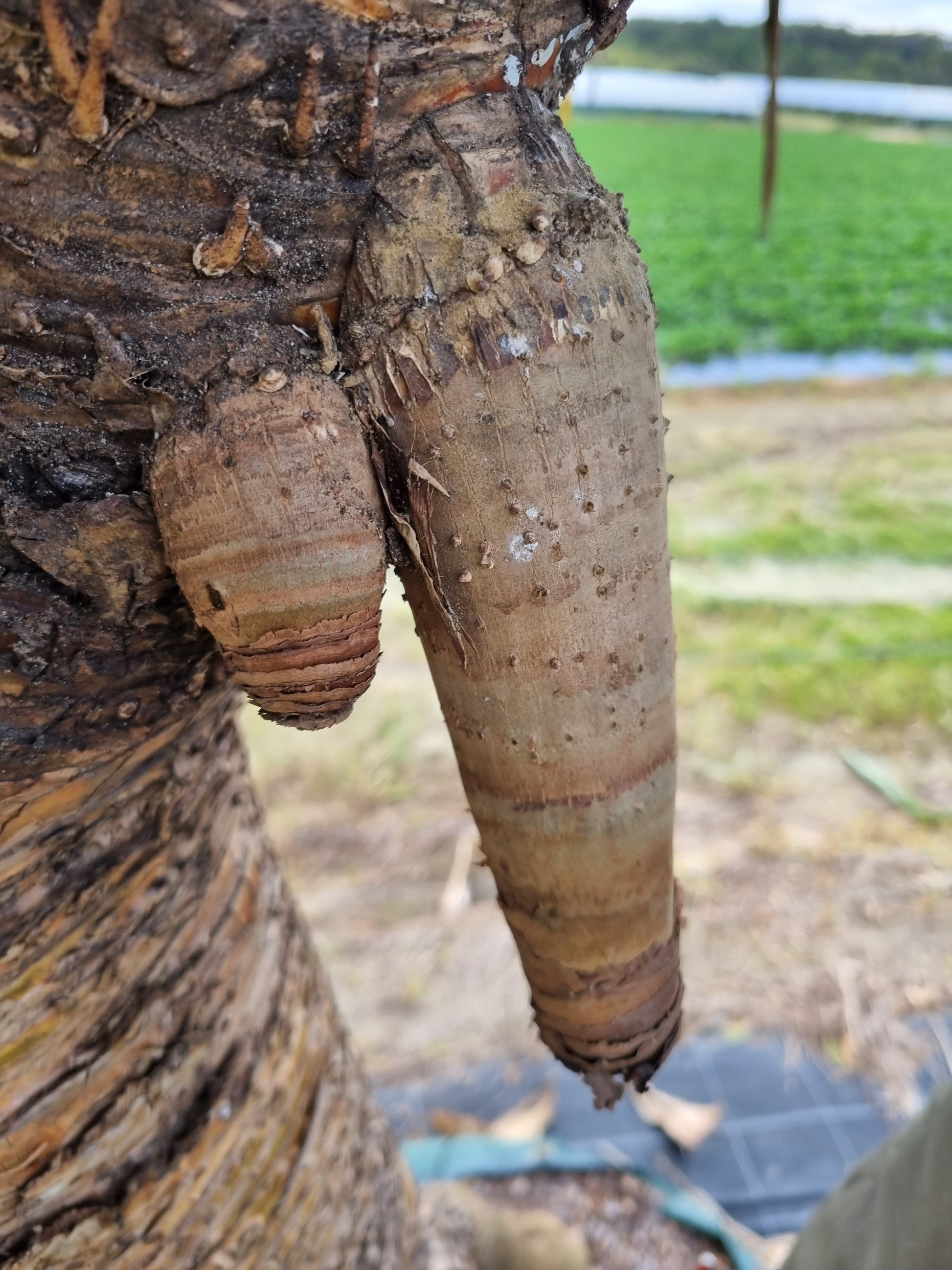 pandanus screw pine arial root funny looking