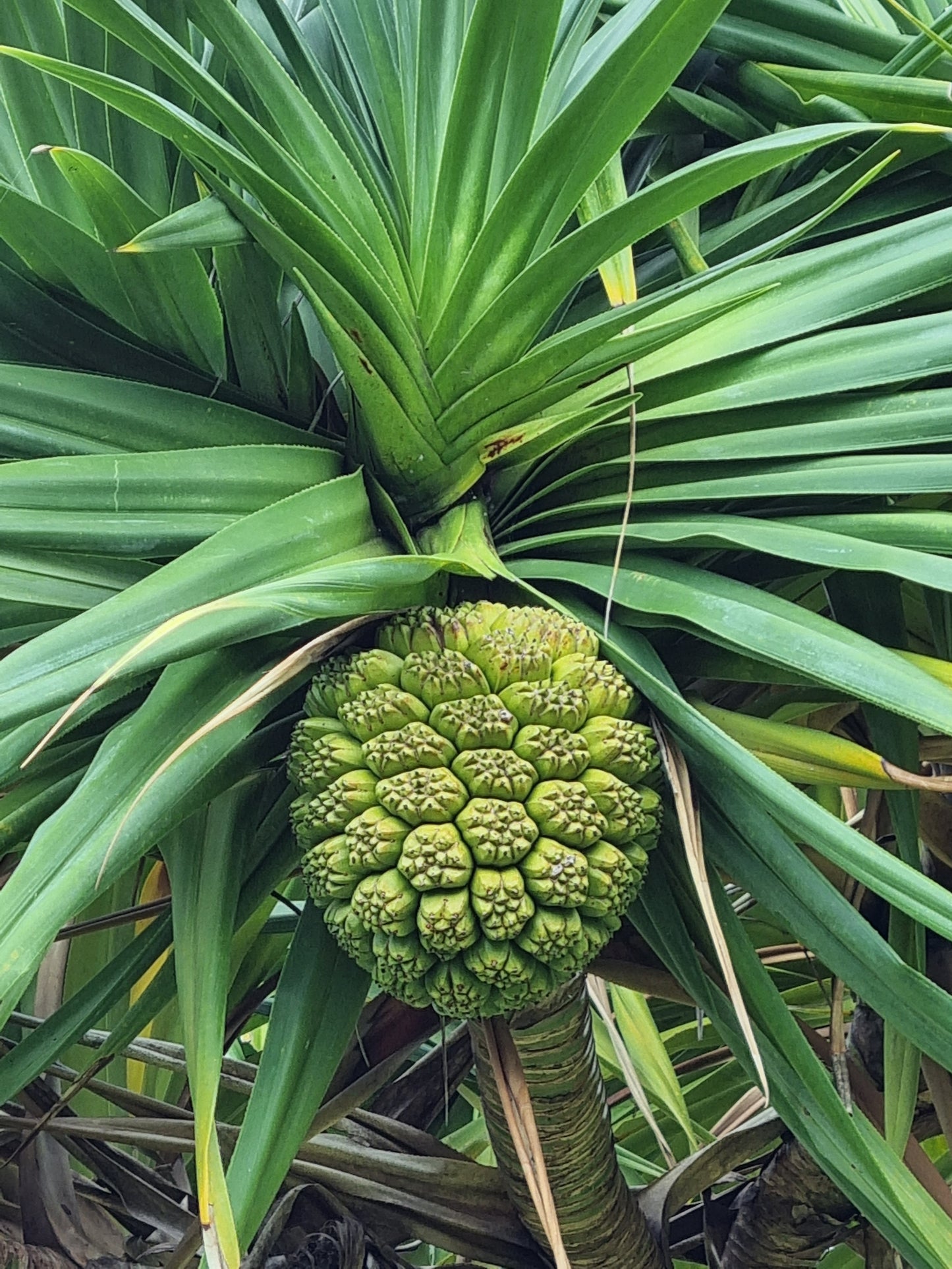 Screw Pine - Pandanus pedunculatus fruit