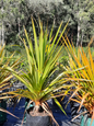 Pandanus utilis 'Red Edge'