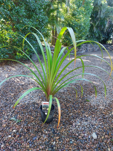 Pandanus utilis 'Red Edge'