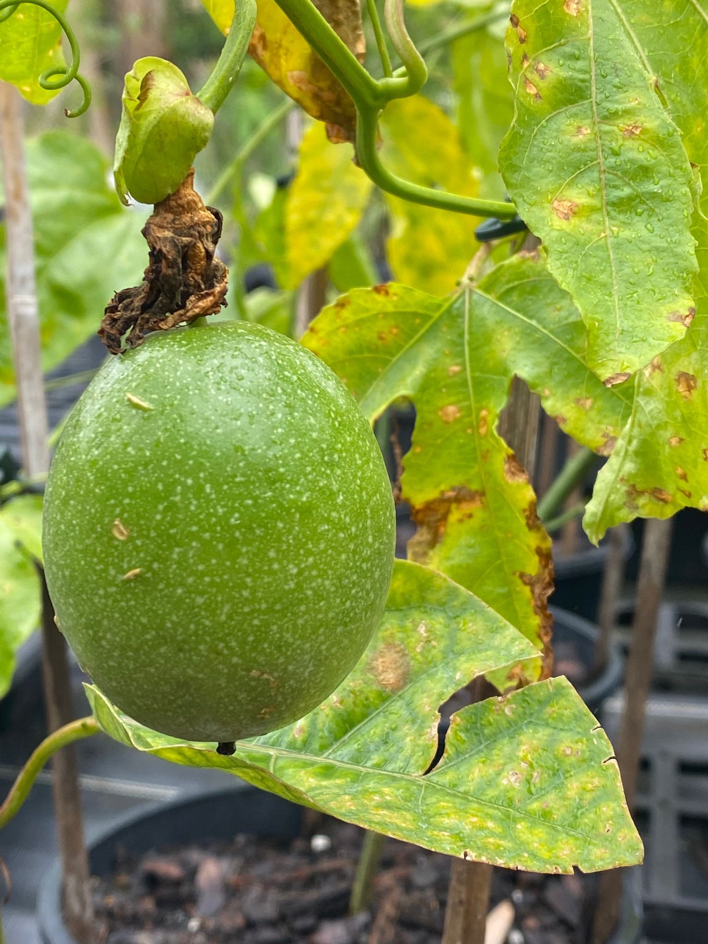passionfruit vine perfect for fences, fast growing and produces fruit all year round