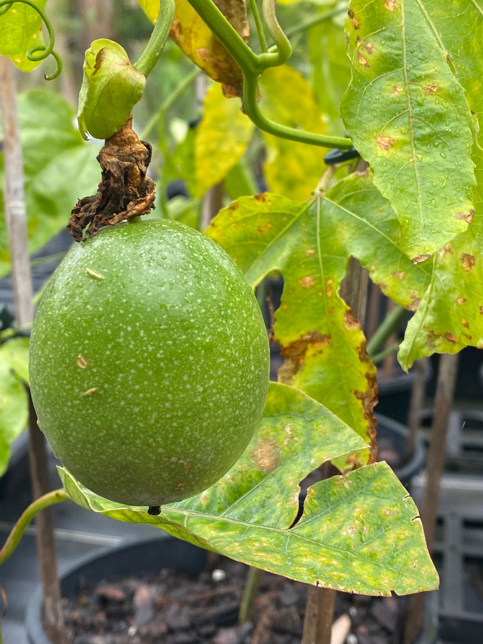 passionfruit vine perfect for fences, fast growing and produces fruit all year round