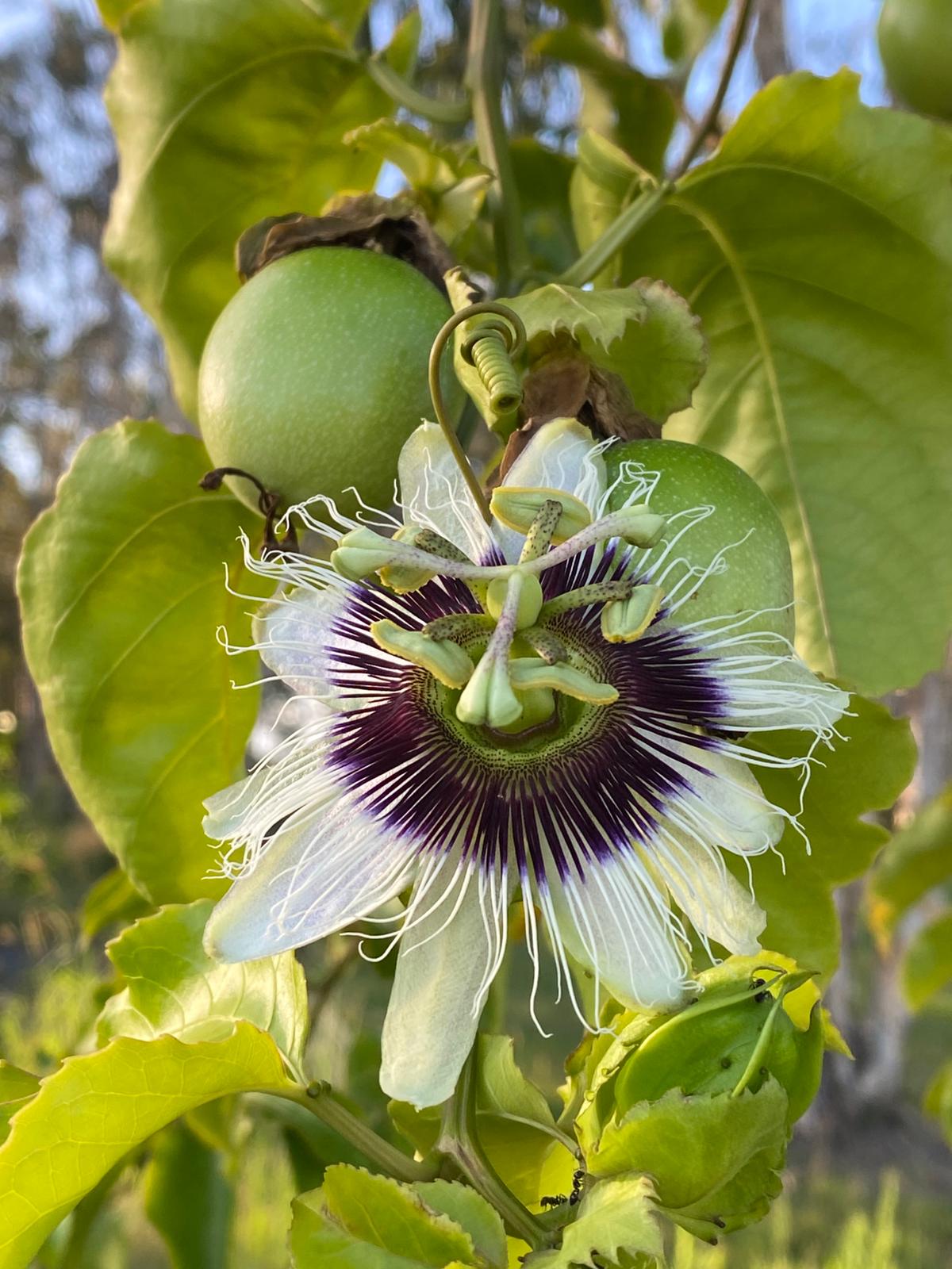 Passionfruit very sweet and big fruit