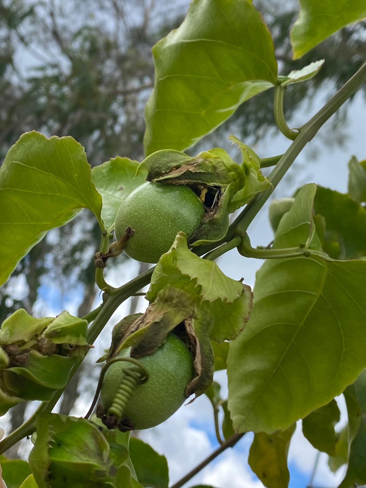 Highly productive passionfruit vine, commercially grown 