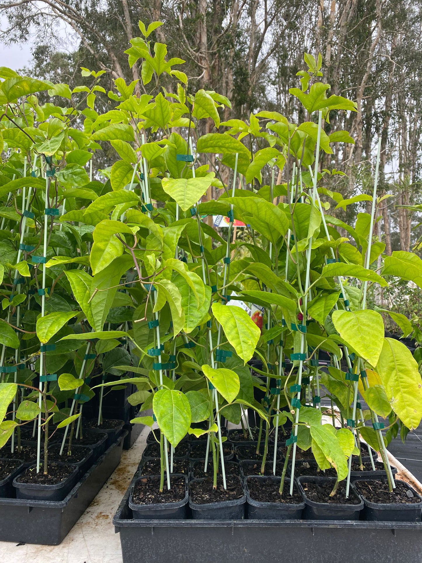 Passionfruit plant in 140mm pots