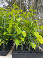 Passionfruit plant in 140mm pots