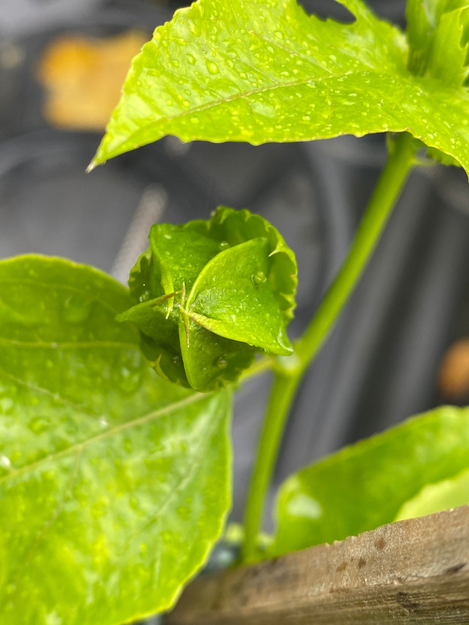 early stage passionfruit vine, very fast growing and perfect for Brisbane weather