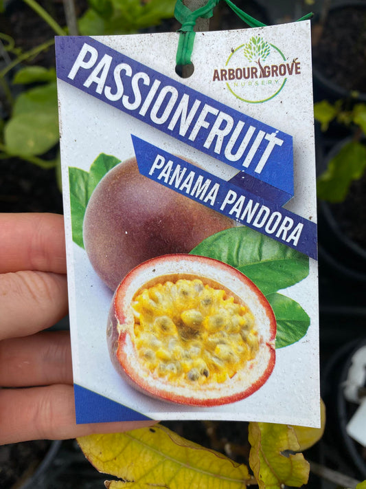 Best Passionfruit to grow in Brisbane, higley productive vine with a sweet fruit