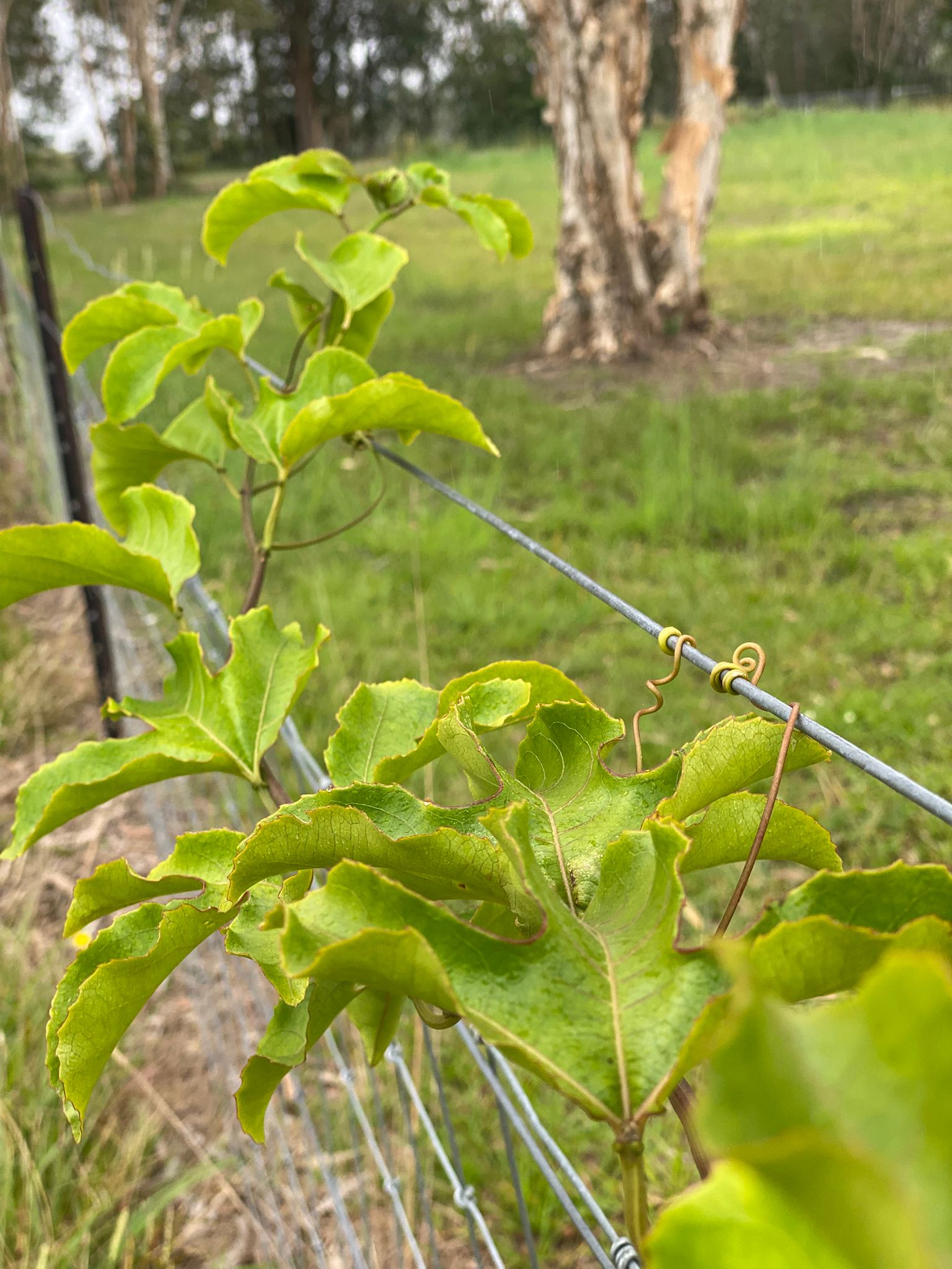 Passionfruit vine grows well in fences, prolific vine and produces masses of purple fruit all year round