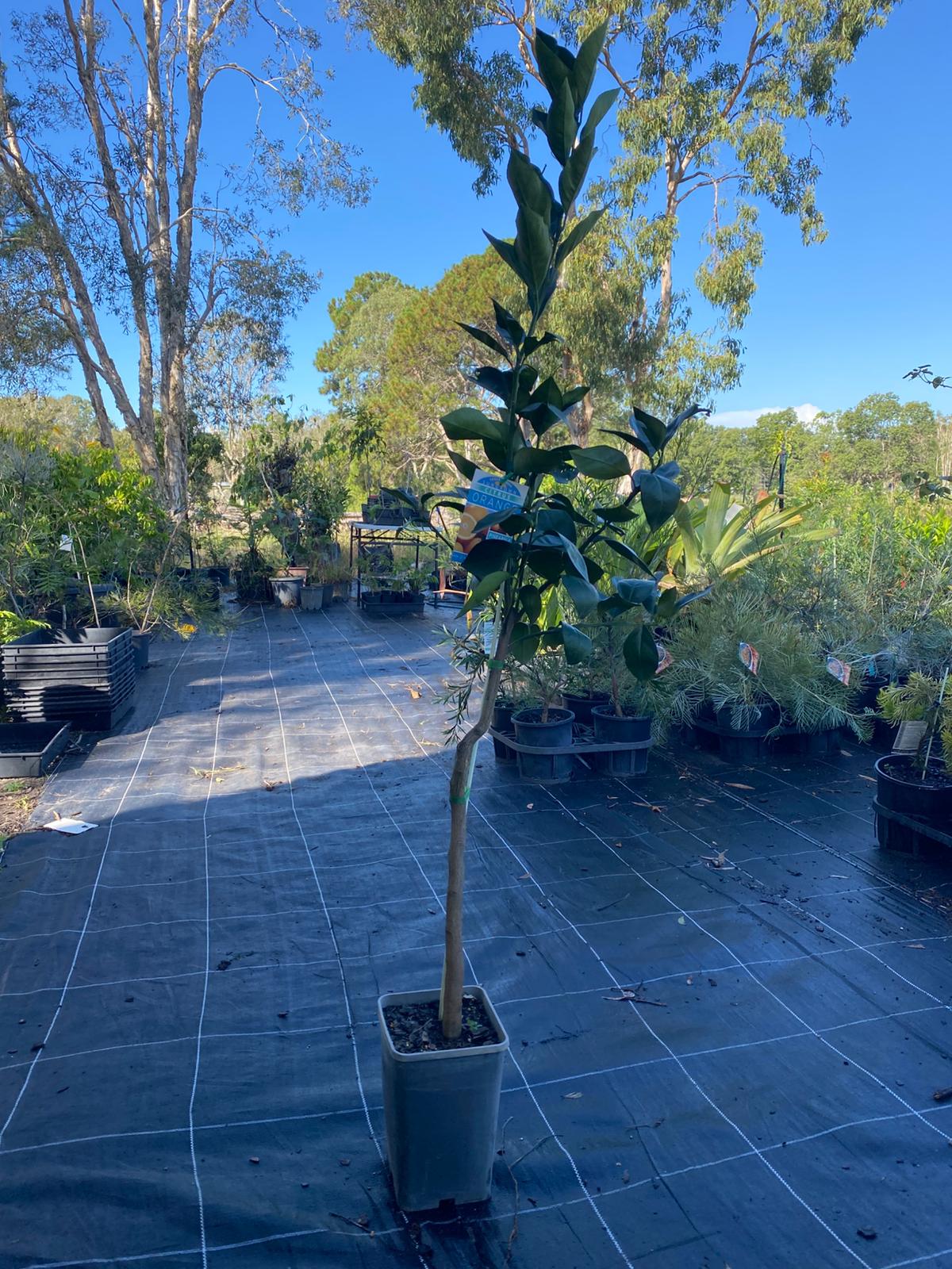well established pineapple orange tree, grafted for hardiness and productivity