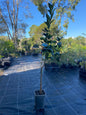 well established pineapple orange tree, grafted for hardiness and productivity
