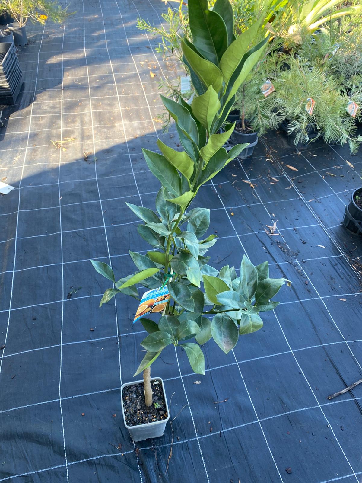 Grafted pineapple orange, very sweet and juicy orange, perfect for kids. Grows well in Brisbane and SEQ.